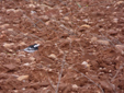 Motacilla alba