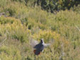 Perdix perdix