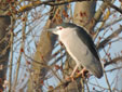 Nycticorax nycticorax