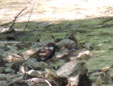Passer hispaniolensis