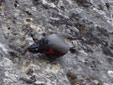 Tichodroma muraria