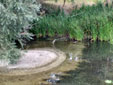 Nycticorax nycticorax