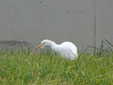 Bubulcus ibis