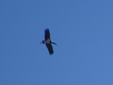 Ciconia nigra