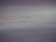 Grus grus