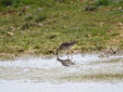 Calidris pugnax