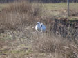 Platalea leucorodia