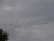Platalea leucorodia