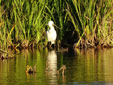 Platalea leucorodia