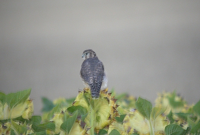 Falco columbarius