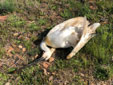 Platalea leucorodia