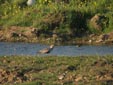 Pluvialis squatarola