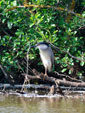 Nycticorax nycticorax