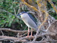 Nycticorax nycticorax