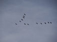 Grus grus