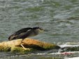Nycticorax nycticorax