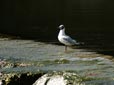 Larus ridibundus