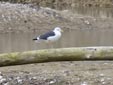 Larus fuscus