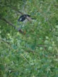 Nycticorax nycticorax