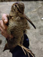 Scolopax rusticola