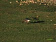 Anser brachyrhynchus