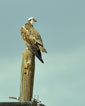 Pandion haliaetus