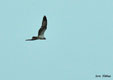 Pandion haliaetus