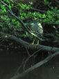Nycticorax nycticorax