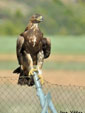 Aquila chrysaetos