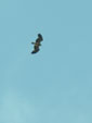 Aquila adalberti