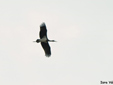 Ciconia nigra