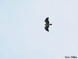 Aquila adalberti