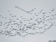 Aquila adalberti