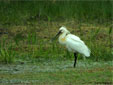 Platalea leucorodia