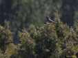 Turdus torquatus