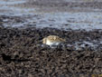 Calidris alba