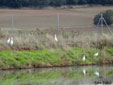 Bubulcus ibis