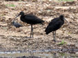 Plegadis falcinellus