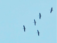 Grus grus