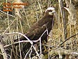 Circus aeruginosus