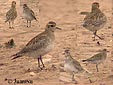 Pluvialis apricaria