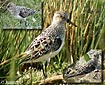 Calidris alba