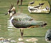 Vanellus vanellus