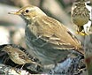 Anthus spinoletta