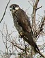 Falco subbuteo