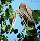 Ardea purpurea