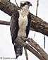 Pandion haliaetus