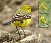 Motacilla flava flavissima