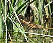 Ixobrychus minutus