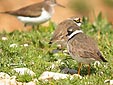 Charadrius hiaticula